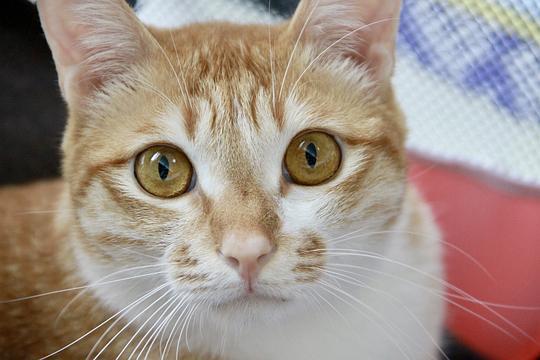 戚戚的八卦,揭秘娱乐圈背后的风云变幻