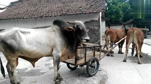 牛撞人搞笑配音,搞笑配音笑翻全场！